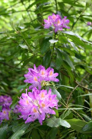 IMG_2082.jpg IMG_2082.jpg