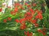 Crocosmia 'Lucifer' Crocosmia 'Lucifer'