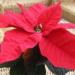 <b>Poinsettia</b>: For more information about this plant please see our <a href="http://www.plantadvice.co.uk/plants/show_plant.php?id=212"><strong>Plant Database</strong></a> Poinsettia