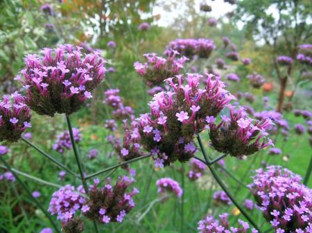 Verbena bonariensis