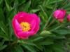 Paeonia Paeonia