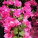 <b>Bougainvillea</b>: <p class="MsoNormal"><em> For more information on this plant, please see our <strong><a href="http://www.plantadvice.co.uk/plants/show_plant.php?id=228">plant database</a></strong>. </em></p> Bougainvillea