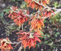 Witch Hazel - Hamamelis x intermedia 'Diane' Witch Hazel - Hamamelis x intermedia 'Diane'