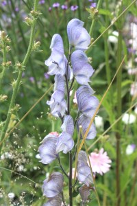 Monkshood - Aconitum 'Stainless Steel' Monkshood - Aconitum 'Stainless Steel'