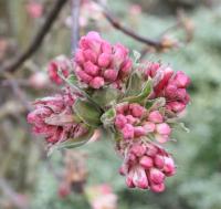 Plant image for Viburnum - Viburnum x bodnantense  'Dawn'