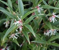 Sweet Box - Sarcococca hookeriana var. digyna Sweet Box - Sarcococca hookeriana var. digyna