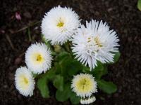 Bellis Perennis 'Tasso White' - Bellis perennis 'Tasso White' Bellis Perennis 'Tasso White' - Bellis perennis 'Tasso White'