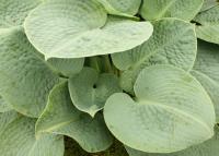 Plantain Lily - Hosta 'Big Daddy' Plantain Lily - Hosta 'Big Daddy'