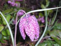 Fritillaria meleagris - Snake�s head Fritillary