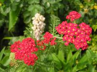 Yarrow - Achillea 'Fanal' Yarrow - Achillea 'Fanal'