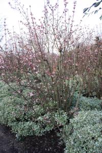 Plant image for Viburnum - Viburnum x bodnantense  'Dawn'